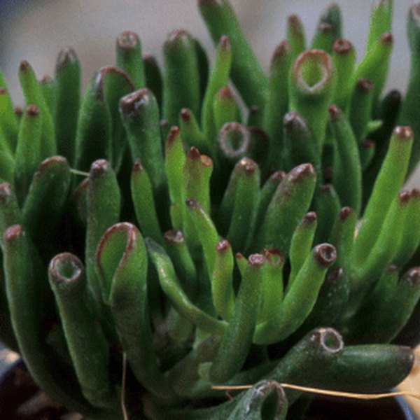 ovata Horn Tree Crassula