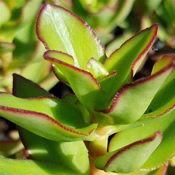sarmentosa Crassula