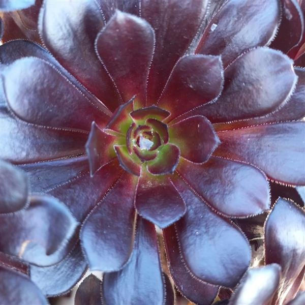 Schwarzkopf Aeonium