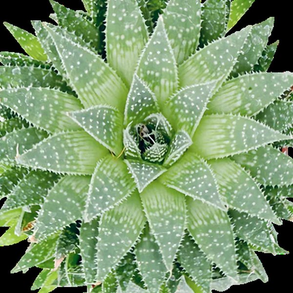 Aloe, Haworthia, and Hoya
