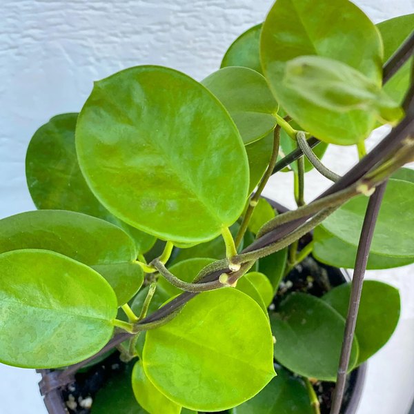 australis Hoya
