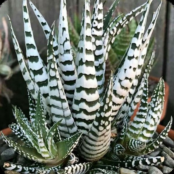 Big Band Haworthia