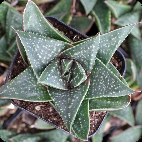 Hippo Haworthia