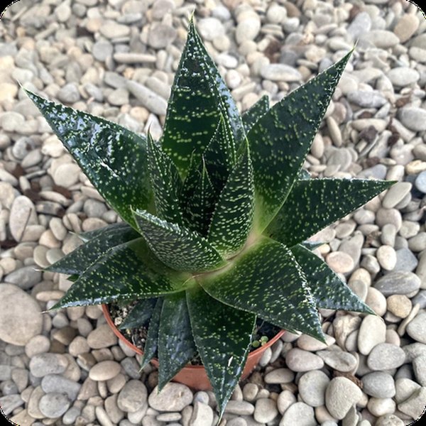 Rafiki Haworthia
