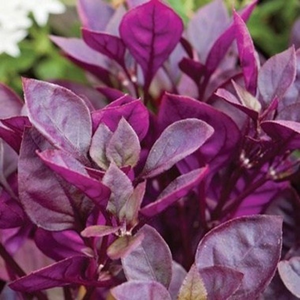 Alternanthera, Asparagus, and Chlorophytum
