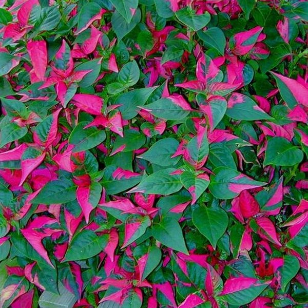 Partytime Alternanthera