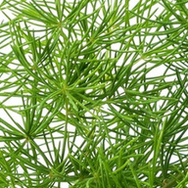 Sprengeri Sprengeri Asparagus