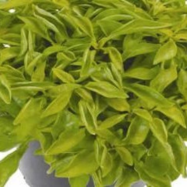 True Yellow Alternanthera