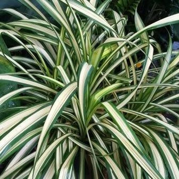 White with Green Edge Chlorophytum