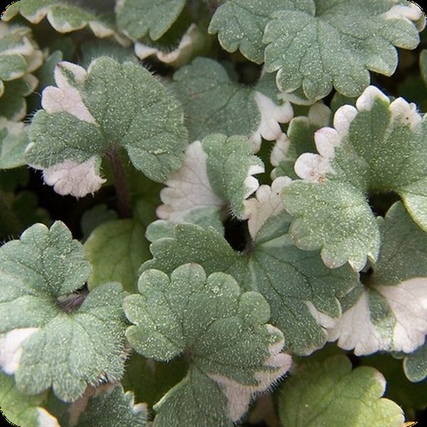 variegata variegata Glechoma