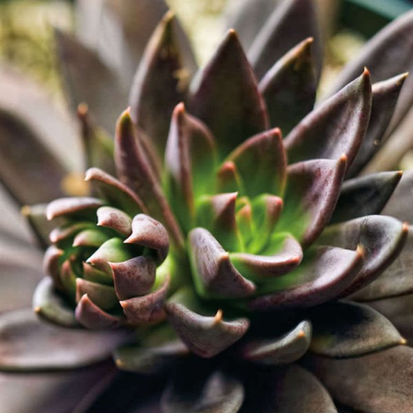 Echeveria and Kalanchoe