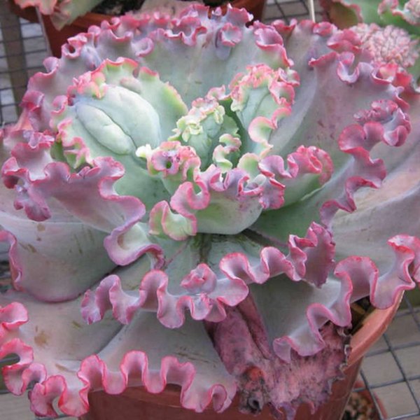 Can Can Echeveria