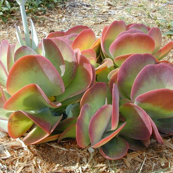 Deluxe Ballet Kalanchoe