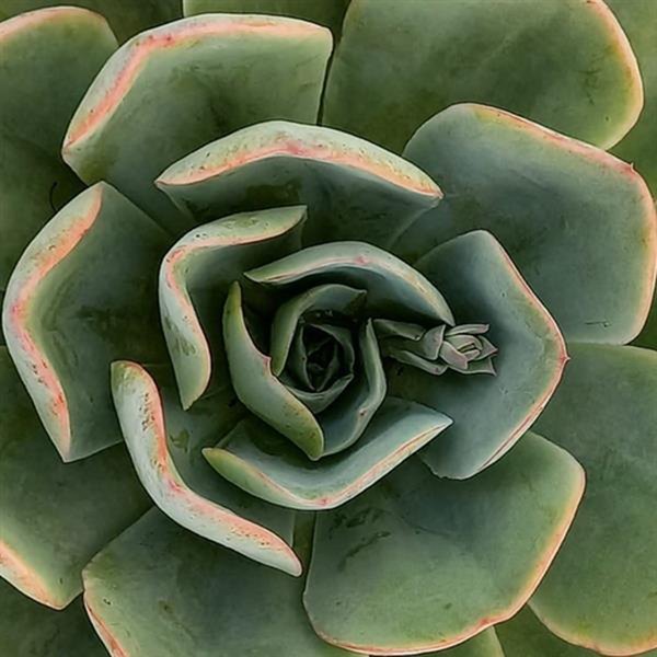 Deluxe Seattle Blue Echeveria