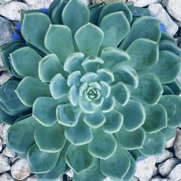 Durango Echeveria