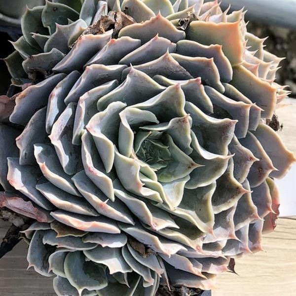 Guadalajara Echeveria