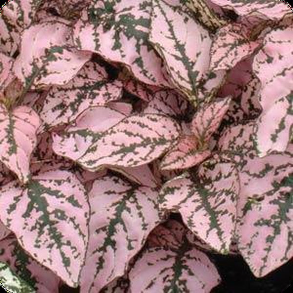 Pink Splash Hypoestes