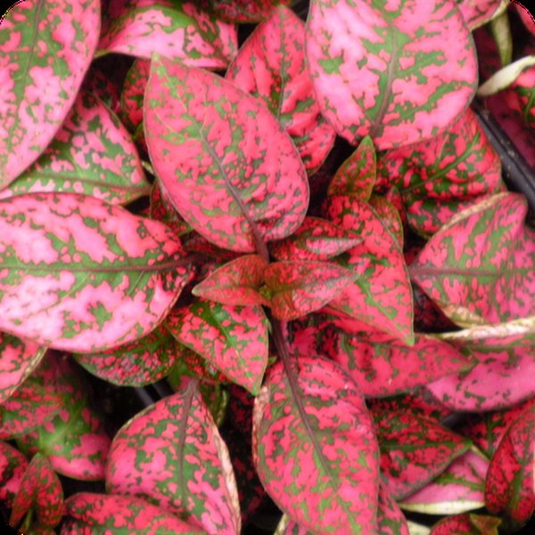Red Splash Hypoestes