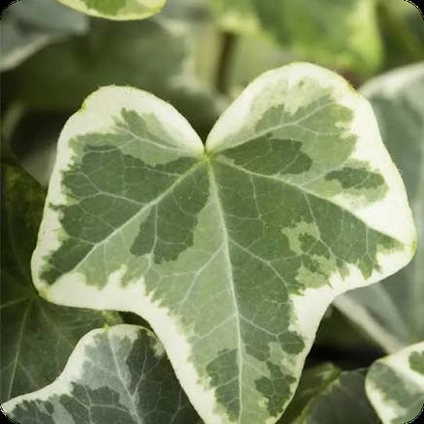 Ivy