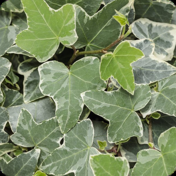 Glacier Ivy