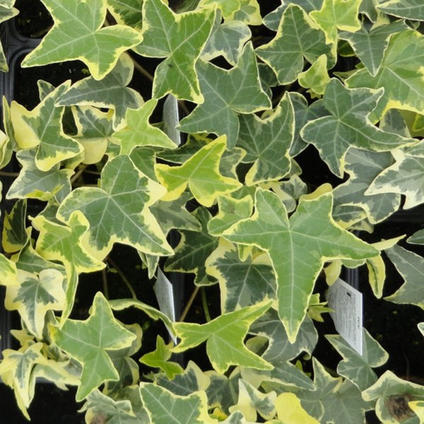 Gold Child Ivy