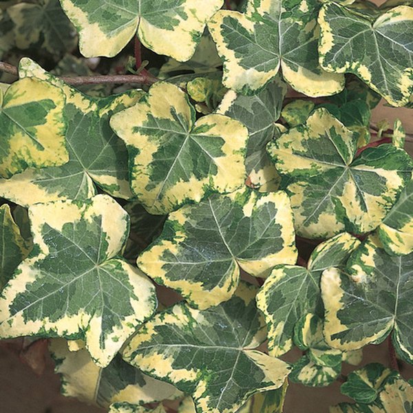 Golden Ingot Ivy