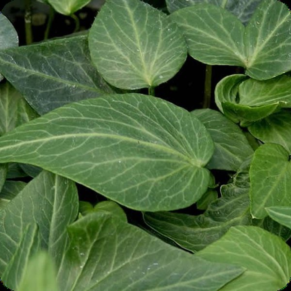 Teardrop Ivy