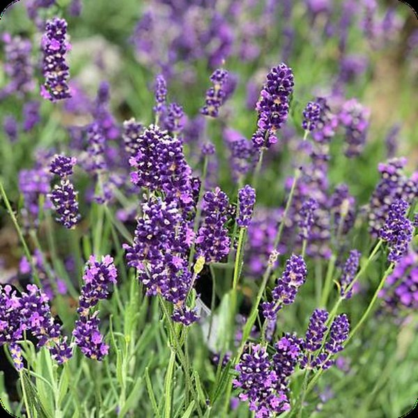 Lavender