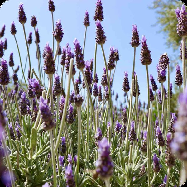 French Lavender