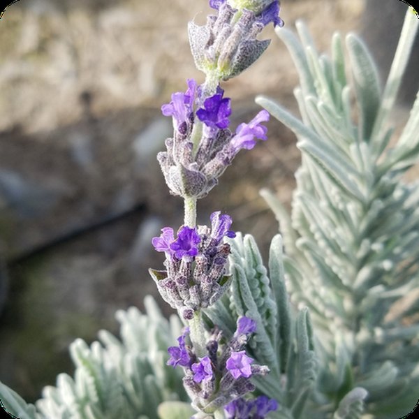 Goodwin Creek Lavender