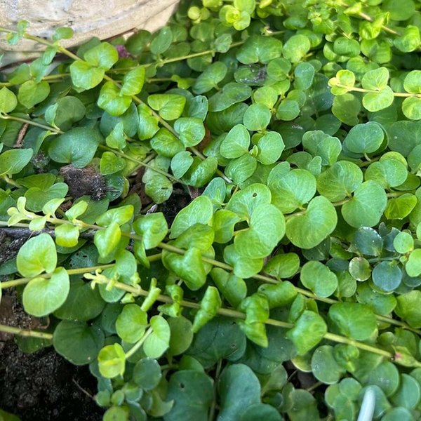 Green Lysimachia
