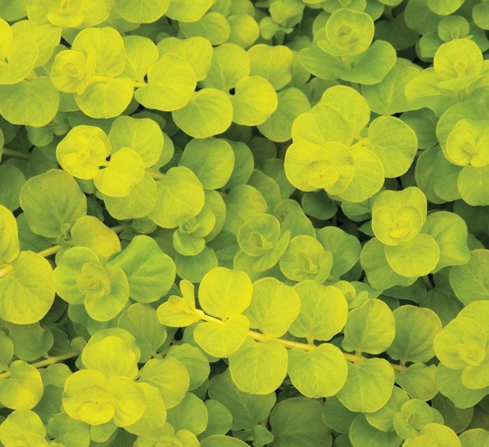 Lysimachia and Muehlenbeckia