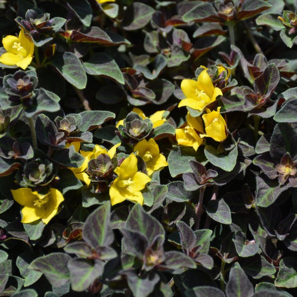 Midnight Sun Lysimachia
