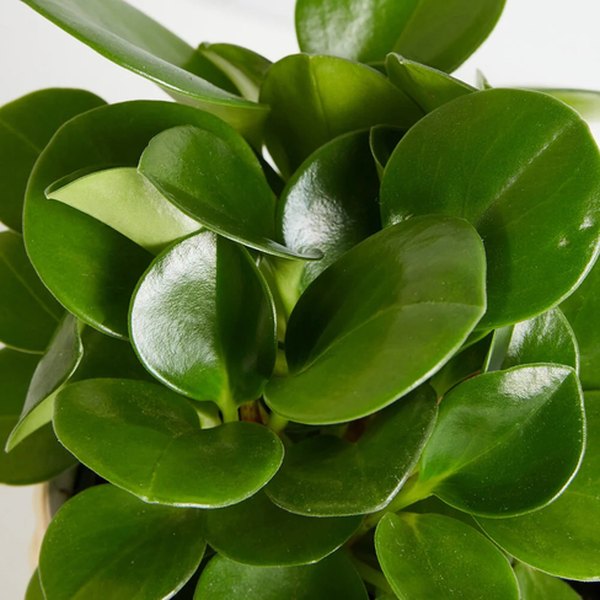 Green Peperomia
