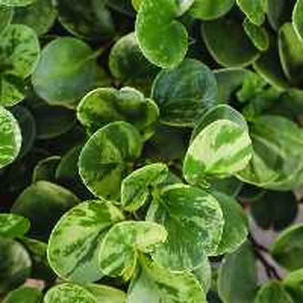 Marble Peperomia