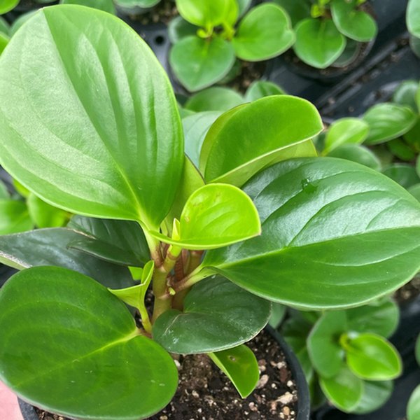 Obtipan Green Peperomia