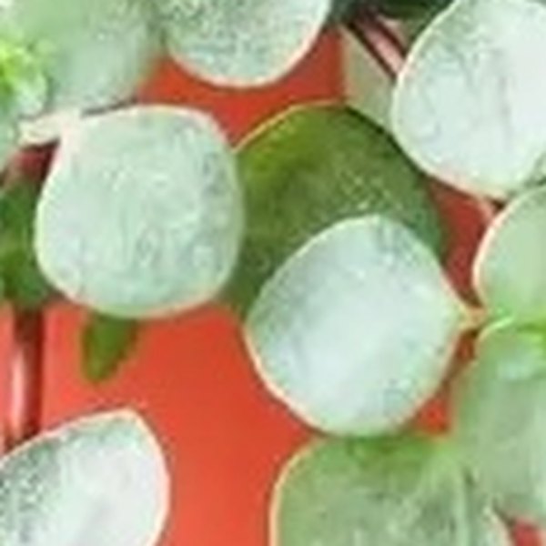 Pilea and Sansevieria