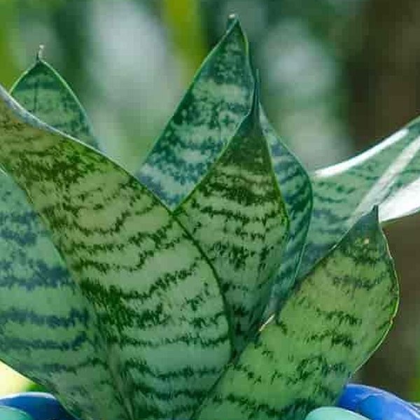 Hahnii Green Sansevieria
