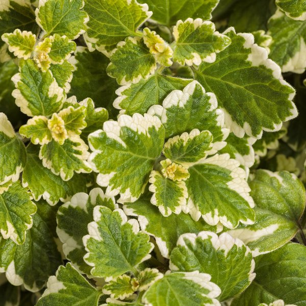 Plectranthus and Rhoeo