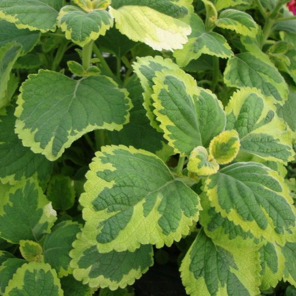 Lemon Twist Plectranthus