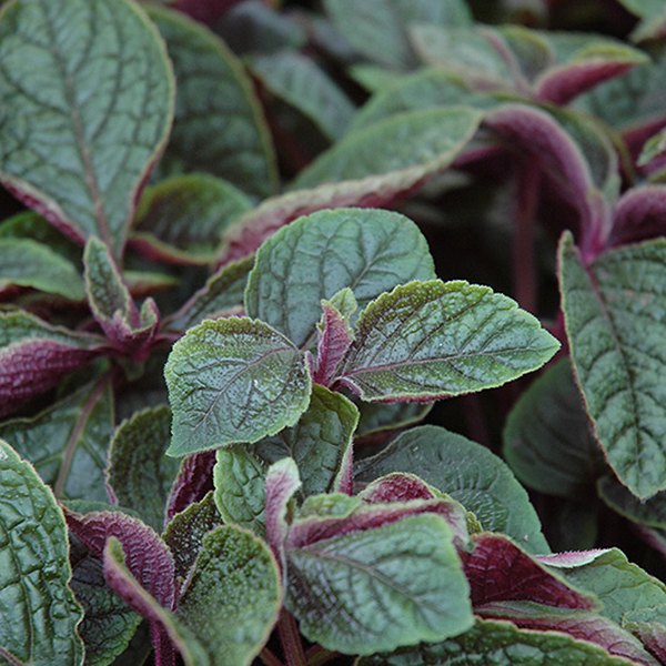 Swedish Ivy Purple Plectranthus
