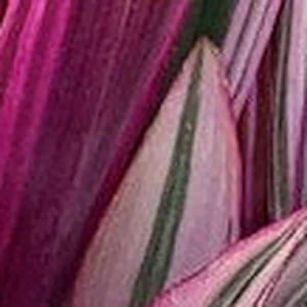 Tricolor Tricolor Rhoeo