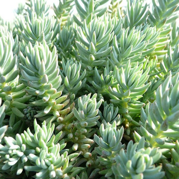 Sedum