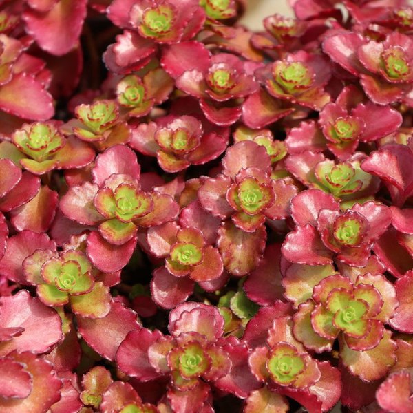 Fuldaglut Sedum