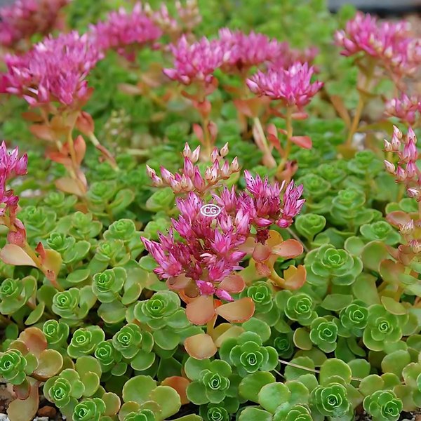 John Creech Sedum