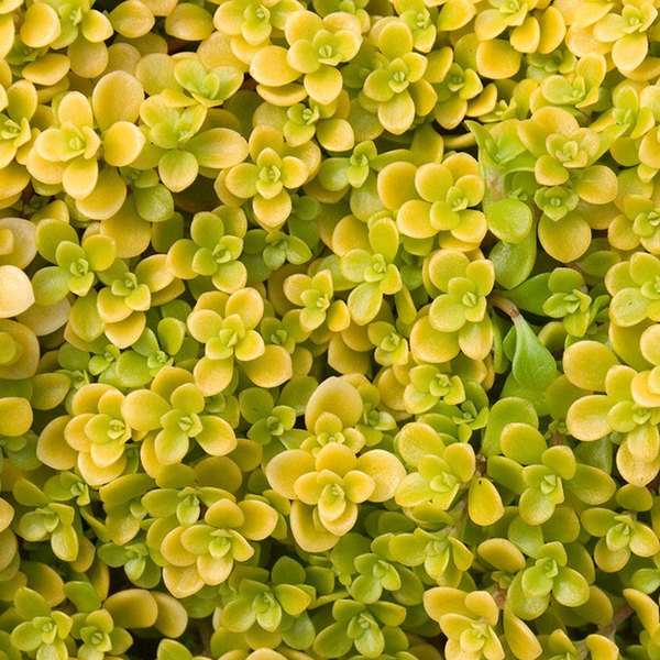 Ogon Sedum