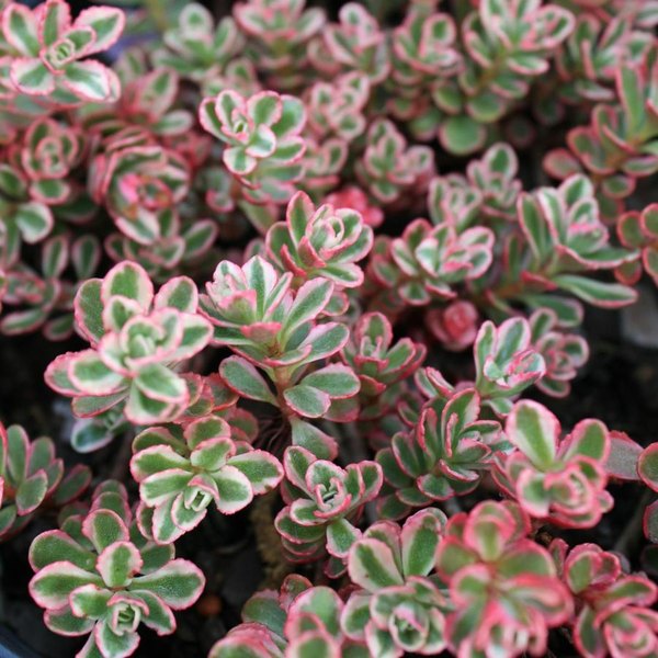 Tricolor Sedum