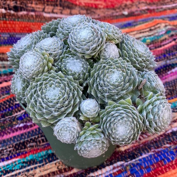 Sempervivum: Clockworks and SuperSemp