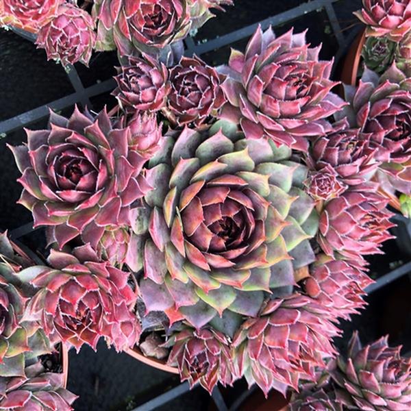 Sempervivum: Clockworks and SuperSemp