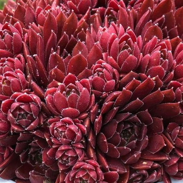 Coral Red Clockworks Sempervivum